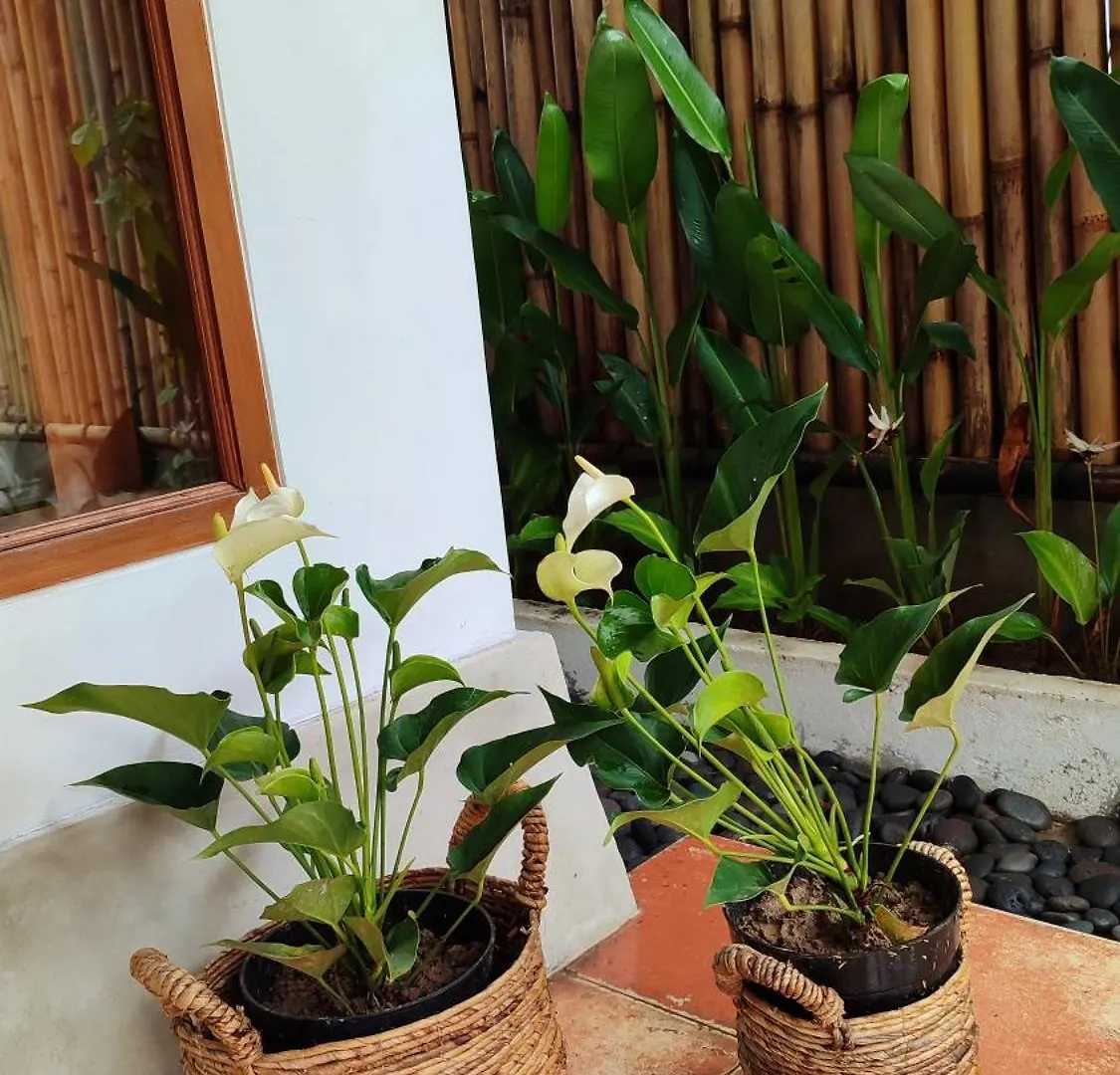 Luxe Manis Villas Ubud